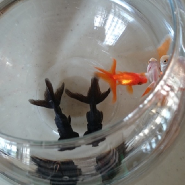 りかねね3のカバー写真