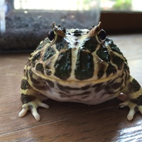 きなこ