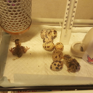 生後間もないうずらの雛