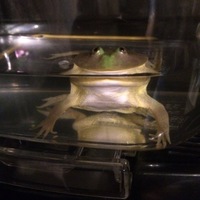 よもぎ