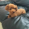 ちあ、かけるの犬 マロン