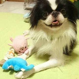 パワフル男子の福ちゃん　4歳