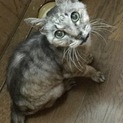 元の飼い主さんを探しています！アメショ風の柄の雄猫