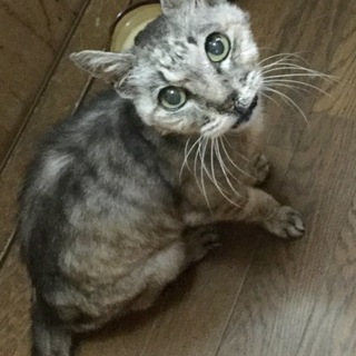 元の飼い主さんを探しています！アメショ風の柄の雄猫