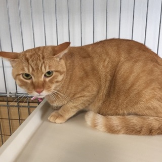 抱き心地ぷくぷく！茶トラのヤング猫くん(^^♪