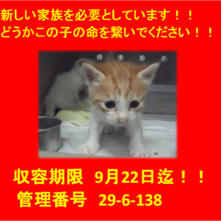 里親決定！！お迎えありがとうございました(^^♪