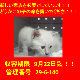 里親決定！！お迎えありがとうございました(^^♪