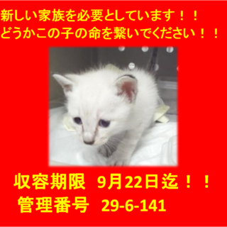 里親決定！！お迎えありがとうございました(^^♪