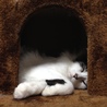 の写真