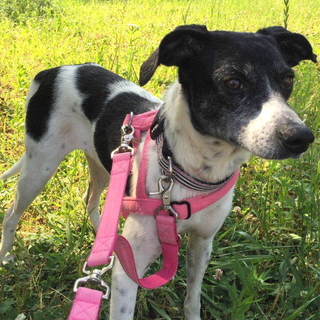 少し臆病で穏やかな女の子ことです