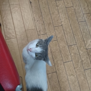 背中に♥マーク。白&グレーのかわいい男の子です。