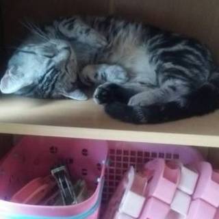 マンチカンの女の子