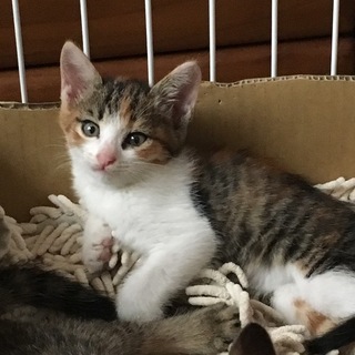 カワイイ三毛猫ちゃん