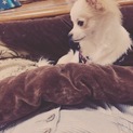 1歳ロングコートチワワ