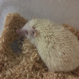 里親決定しました。