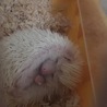 里親決定しました。 サムネイル2
