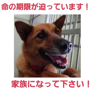 飼い主がいました!募集ゼロ!!人懐っこい子です