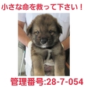 小さな命を助けて下さい①家族になって下さい!