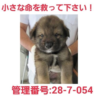 小さな命を助けて下さい①家族になって下さい!