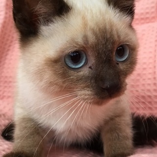 シャム系の可愛いい レイ君！3か月