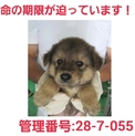 小さな命を助けて下さい②家族になって下さい!