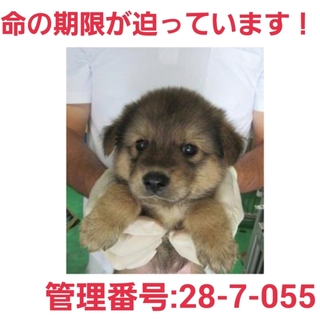 小さな命を助けて下さい②家族になって下さい!