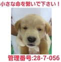 小さな命を助けて下さい③家族になって下さい!