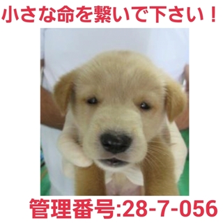 小さな命を助けて下さい③家族になって下さい!