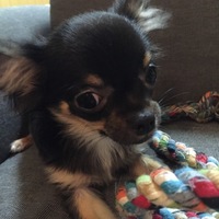 りん