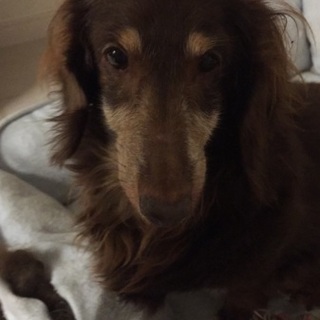 繁殖屋から幸せを掴みに出てきました！