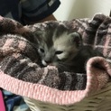 子猫ちゃんの里親さん募集します