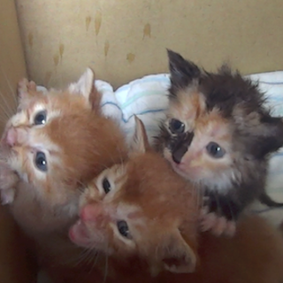 『おねがい、たすけて！』飼育放棄の『赤ちゃん猫！』