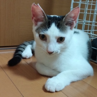 癒し系のおっとりさん