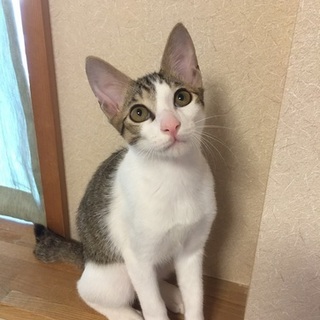 ちょ〜スリゴロの甘えん坊、ヤムくん三兄弟♪