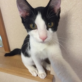 ちょ〜スリゴロの甘えん坊、クンちゃん三兄弟♪