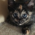 サビ猫ちゃん