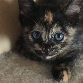 サビ猫ちゃん