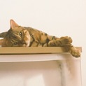 素敵な里親様が決定致しました♩