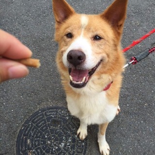 性格の良い元気な男の子です。