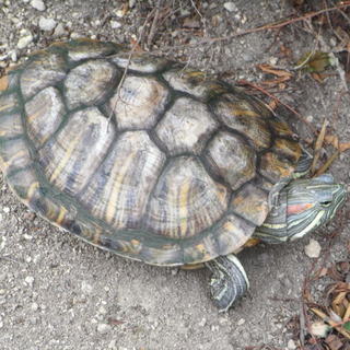 ミドリガメの里親募集しています（餌・水槽つき）