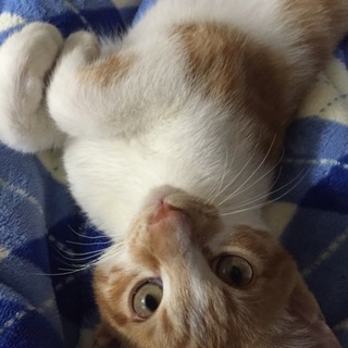 【雑種】生後四ヶ月のオス猫