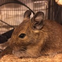 デグーの里親募集