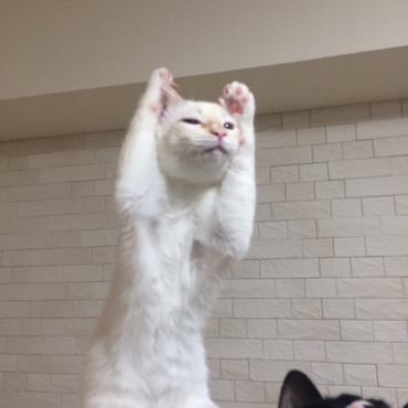 はなまる｢こうやってするとよく聞こえるってクック兄ちゃんが言ってた｣