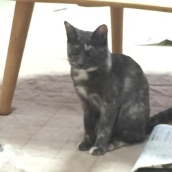 「だいぶ大きくなったよ。そろそろ避妊手術。」サムネイル2