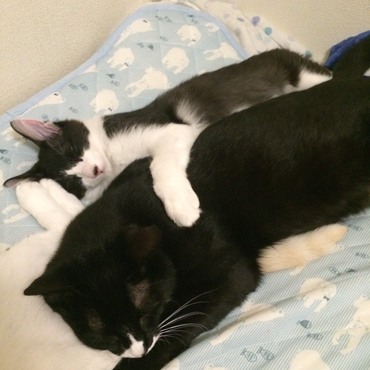 それぞれがそれぞれの枕