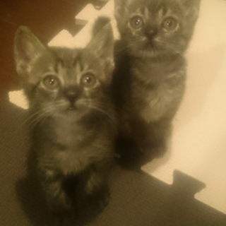 保健所保護猫 里親募集