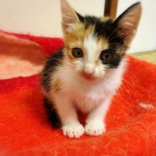 芸術的ミケちゃん！里親さん募集中！