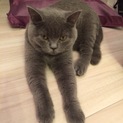 甘えん坊なブリティッシュショートヘアのオス猫です。