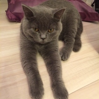 甘えん坊なブリティッシュショートヘアのオス猫です。