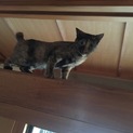 成猫小柄なサビ猫